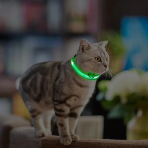 collier chat lumineux pour sécurité