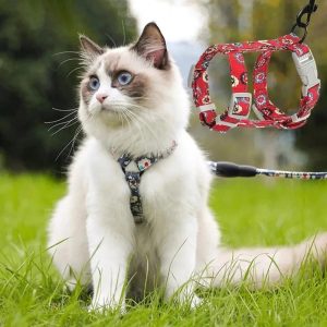harnais chat sécurité