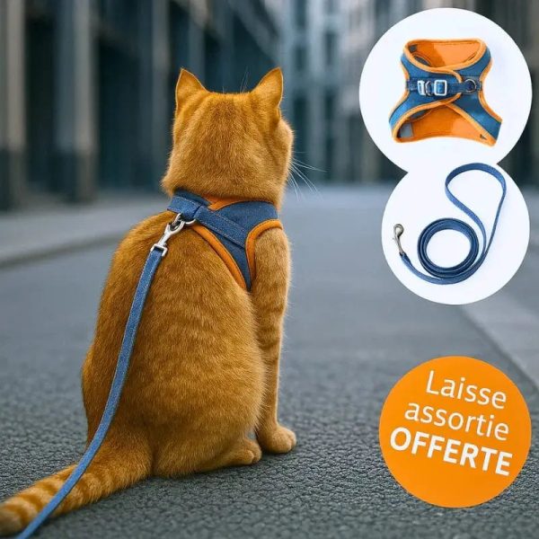 Harnais chat anti-fugue sécurité renforcée