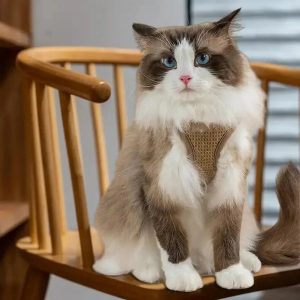 harnais chat anti évasion sécurité renforcée CatLock