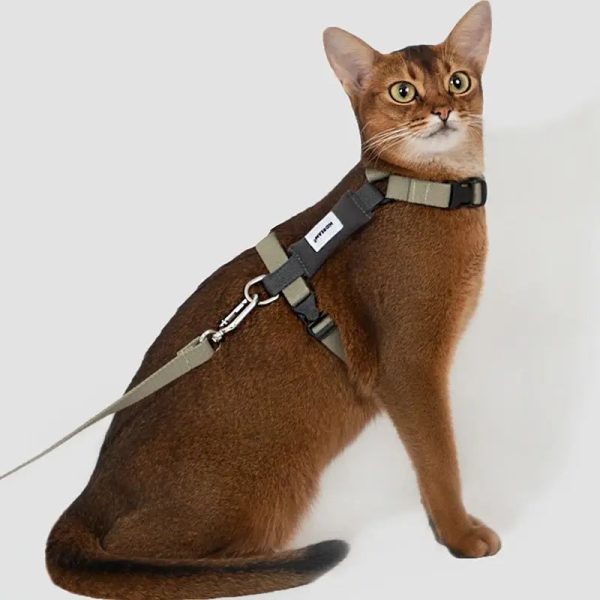 harnais chat en H FontaineCat